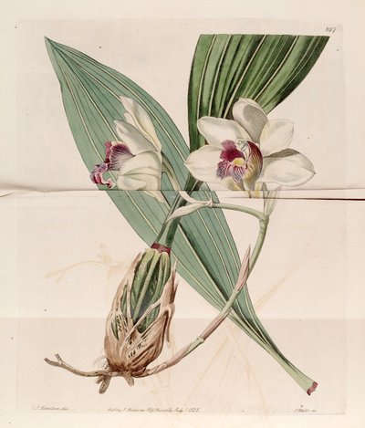 Illustration de Bifrenaria harrisoniae (comme syn. Maxillaria harrisoniae) - J. C. Robertson